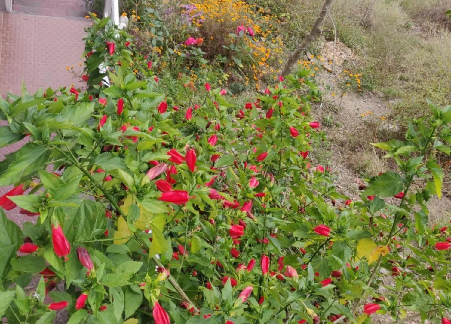 Homestay Vatsalyam Home Stay Shimla