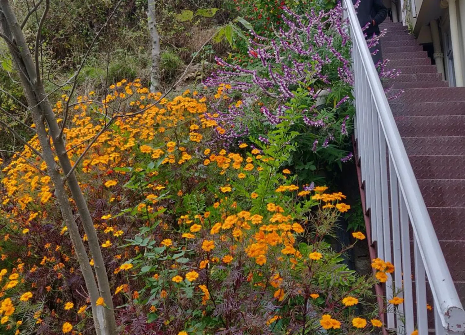 Vatsalyam Home Stay Shimla India