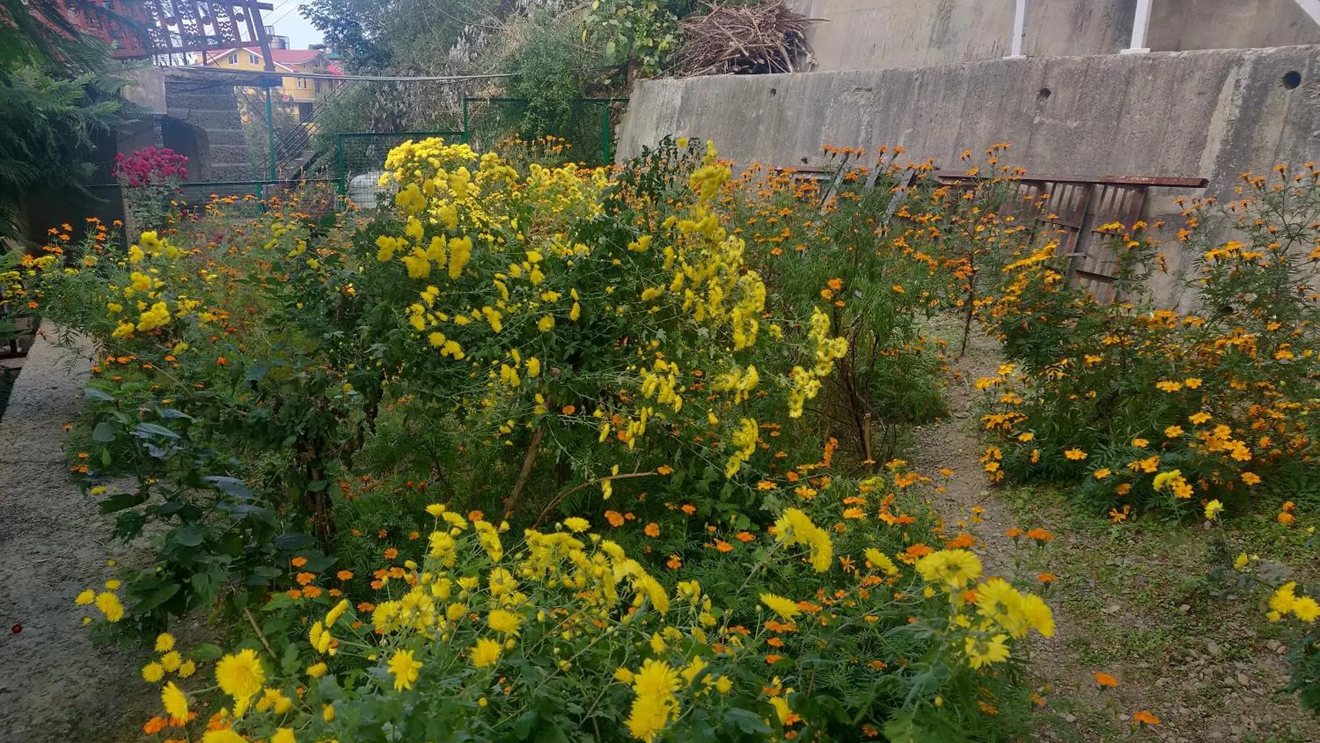 Vatsalyam Home Stay Shimla